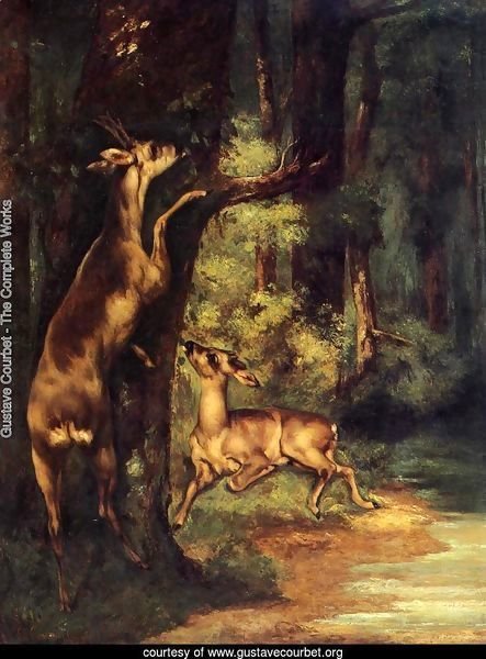 Male and Female Deer in the Woods